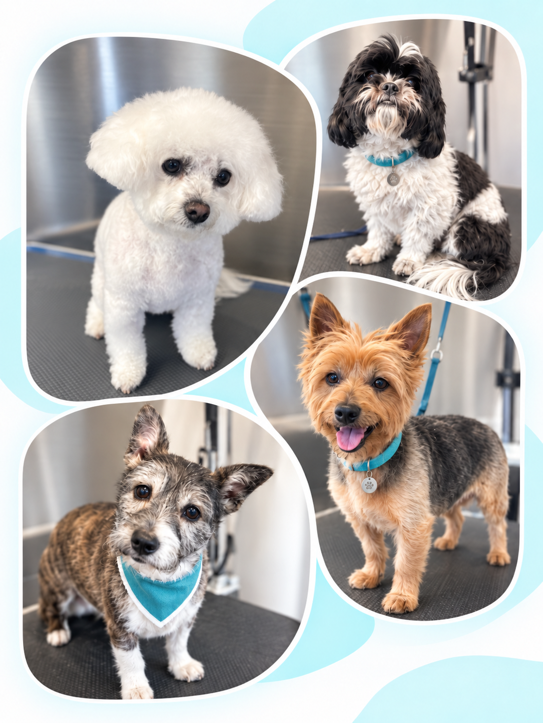 Four PawsRus dog-grooming clients